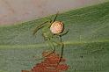 Diaea_evanida_D7717_Z_89_North Stradbroke island_Australie